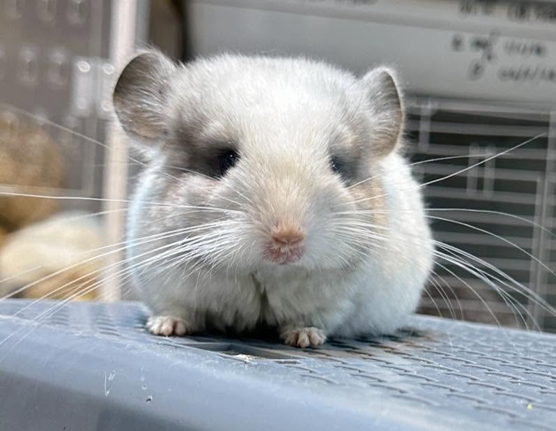 chinchilla11.jpg