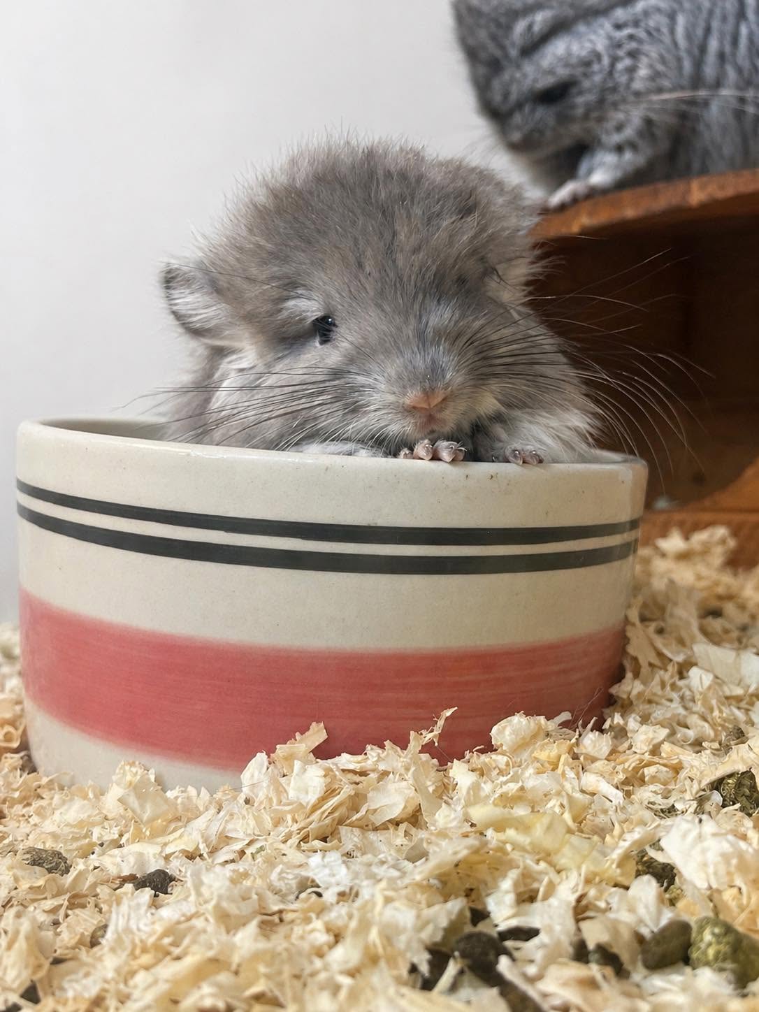 chinchilla12.jpg