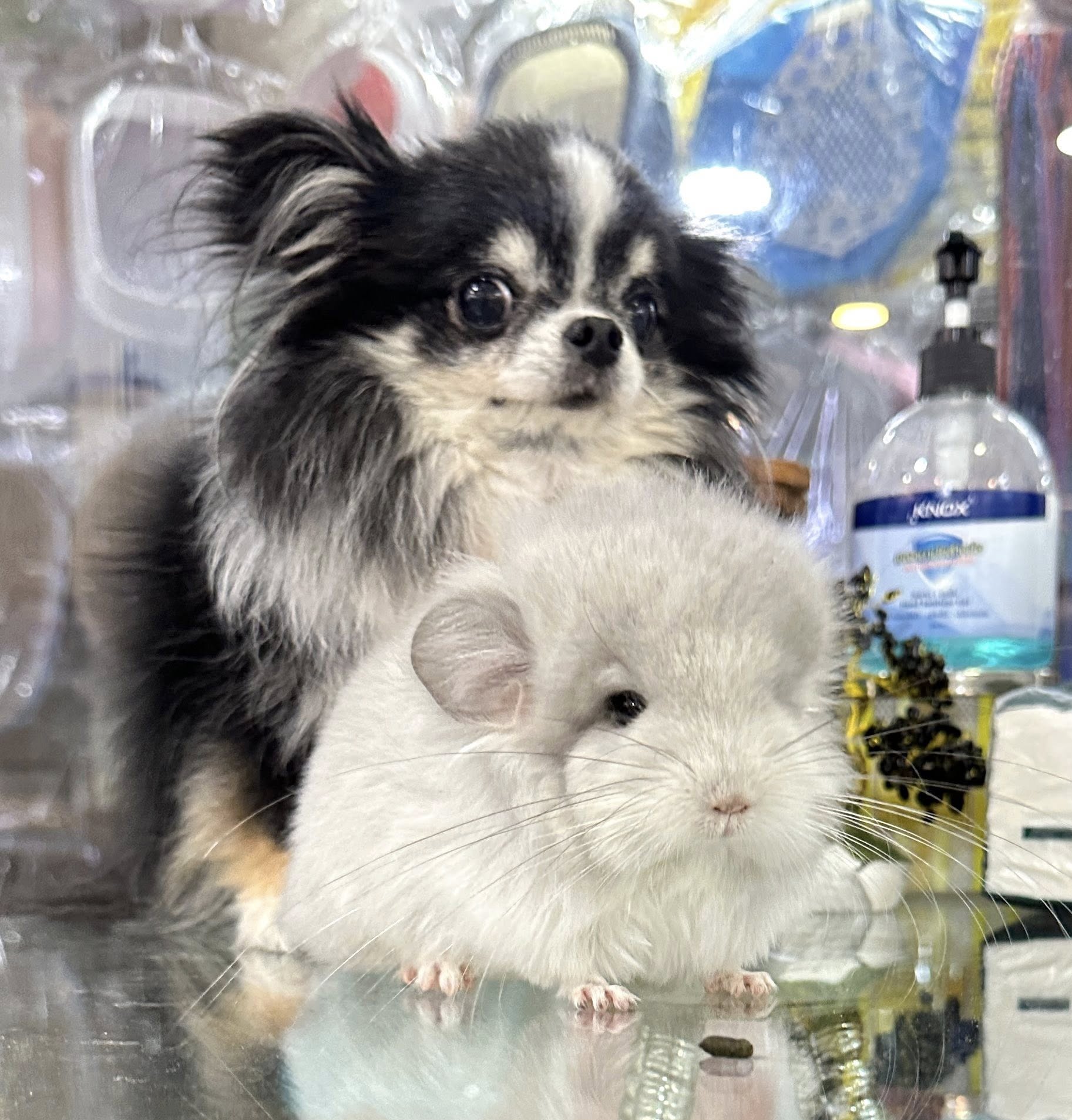 chinchilla14.jpg