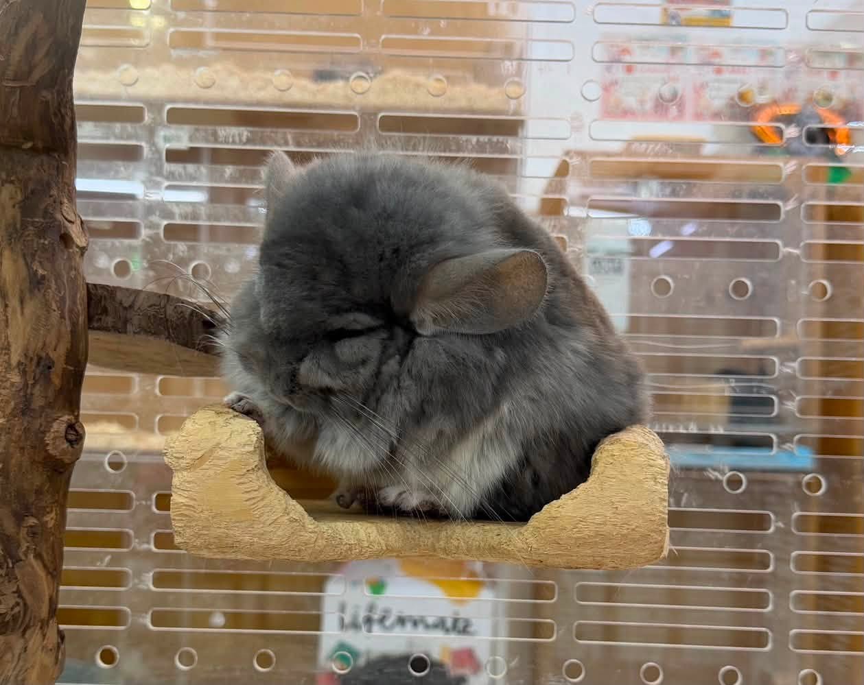 ชินชิล่า ขนฟูหนา สุขภาพดีจากการดูแลทำความสะอาดที่ถูกต้อง